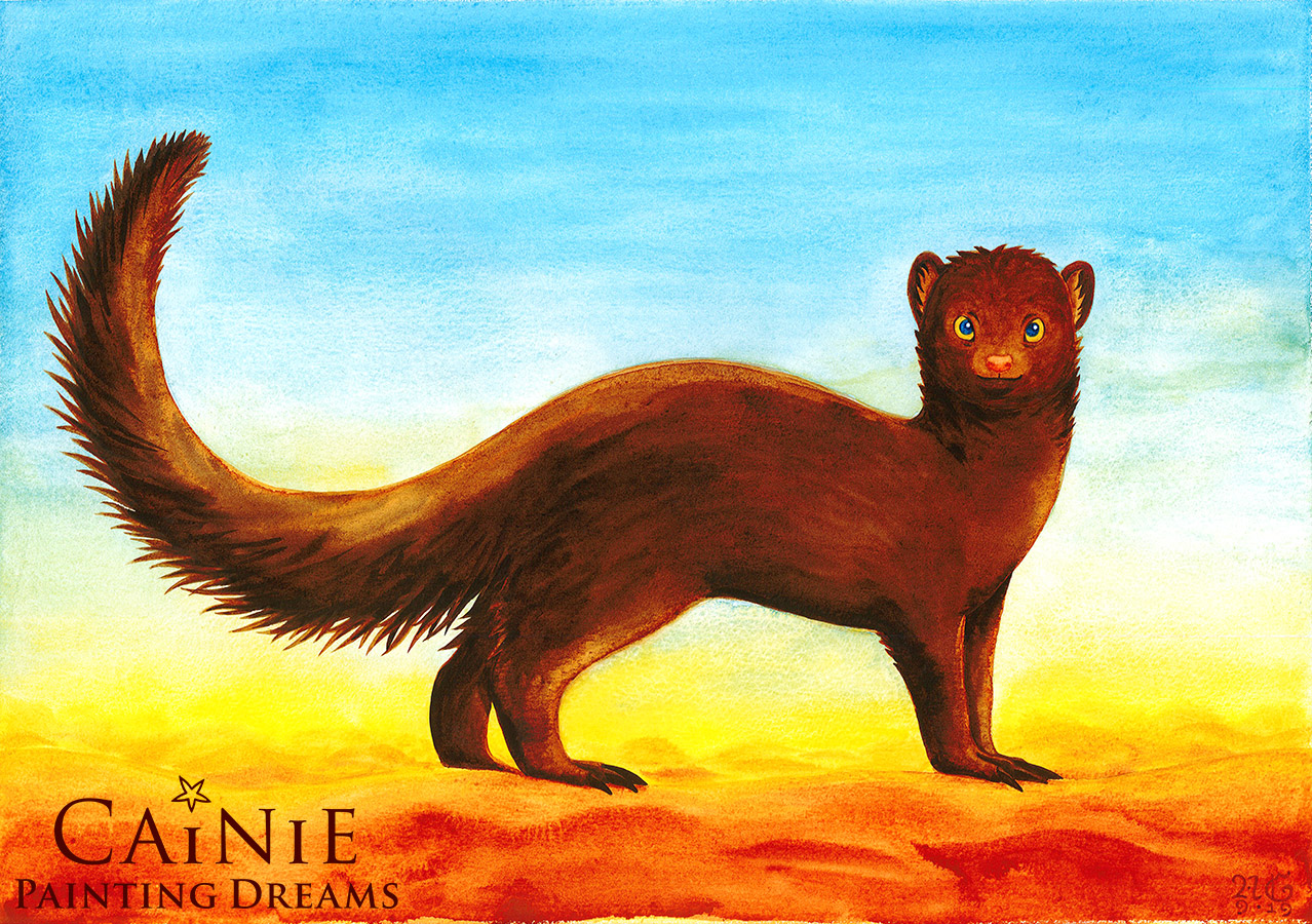 Dwarf Mongoose